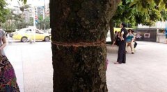 重庆黄溪口两棵30年大树遭砍 市民心疼报警