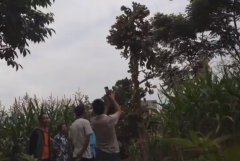 重庆一村民种出4.2米高“巨型仙人掌”