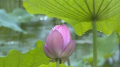 大足：雨滴荷花别样美