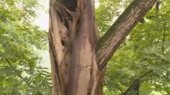 重庆现“情侣树” 相互缠绕不离不弃