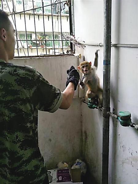 “大师兄”也迷路? 居民家里跑进一只猴子