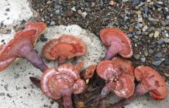 男子上山采蘑菇 采到7株野生灵芝