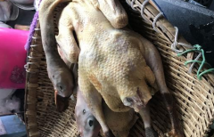 大爷宰鸭遇怪事  鸭子体内现一斤重“异物”