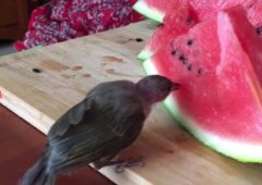 重庆现奇葩小鸟 沉迷吃瓜无法自拔