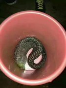 长寿湖中现奇怪生物 网友：湖中四不像？