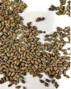 男子清洗含决明子枕头 竟然流出土褐色液体