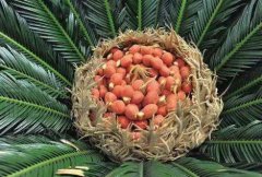 罕见！重庆一铁树结出“凤凰蛋”