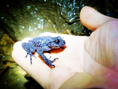 重庆万州惊现世界濒危物种红点齿蟾