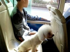 贵宾犬独占公交座椅 乘客：这不太合适吧