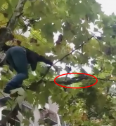 路边树上盘踞大蛇  输液男拔掉针头上树抓大蛇