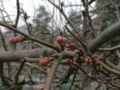 才进腊月 荣昌海棠花含苞待放欲迎春