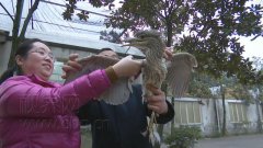 夜鹭夜闯民宅 村民主动放生