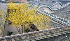 重庆百年民居腊梅飘香 美不胜收