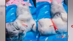 小猫坐上滴滴车 一去无踪好着急