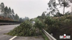 78岁老人上高速路砍绿化树 理由让执法人员惊呆