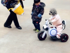 泰迪成精！扶龙头驾三轮车引阿姨围观喝彩