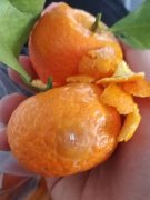 买水果不让挑选  店家说的“好橘子” 有猫腻