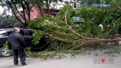 行道树砸了车 谁负责？