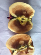 公司年终发一箱苹果  打开后发现全坏了