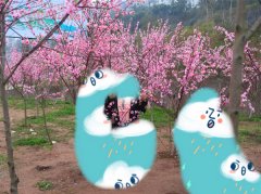 桃林桃花狠心被折掉 原来是美女们拿去拍照了