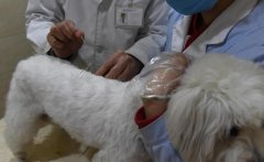 宠物医院推出中医疗法 为狗做针灸