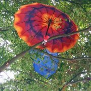 行道树上现神奇雨伞  来历暖人心