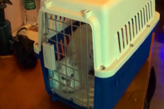 不值！上万元买的猫咪才几天就患绝症