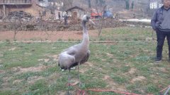 巫溪惊现国家二级保护动物灰鹤