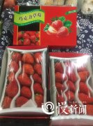 草莓太大太红不能买？ 听听重庆食药监专家怎么说