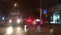 很拉风？男子车流中骑摩托遛两只狗