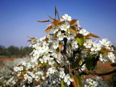 忽如一夜春风来 千亩梨花开成“海”