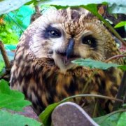 居民家中飞来猫头鹰 赖着不肯离开