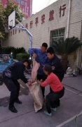 “二师兄”高速路中间“散步” 几番周折才找到其主人
