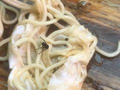 食客点了两碗小面  面中皆有苍蝇